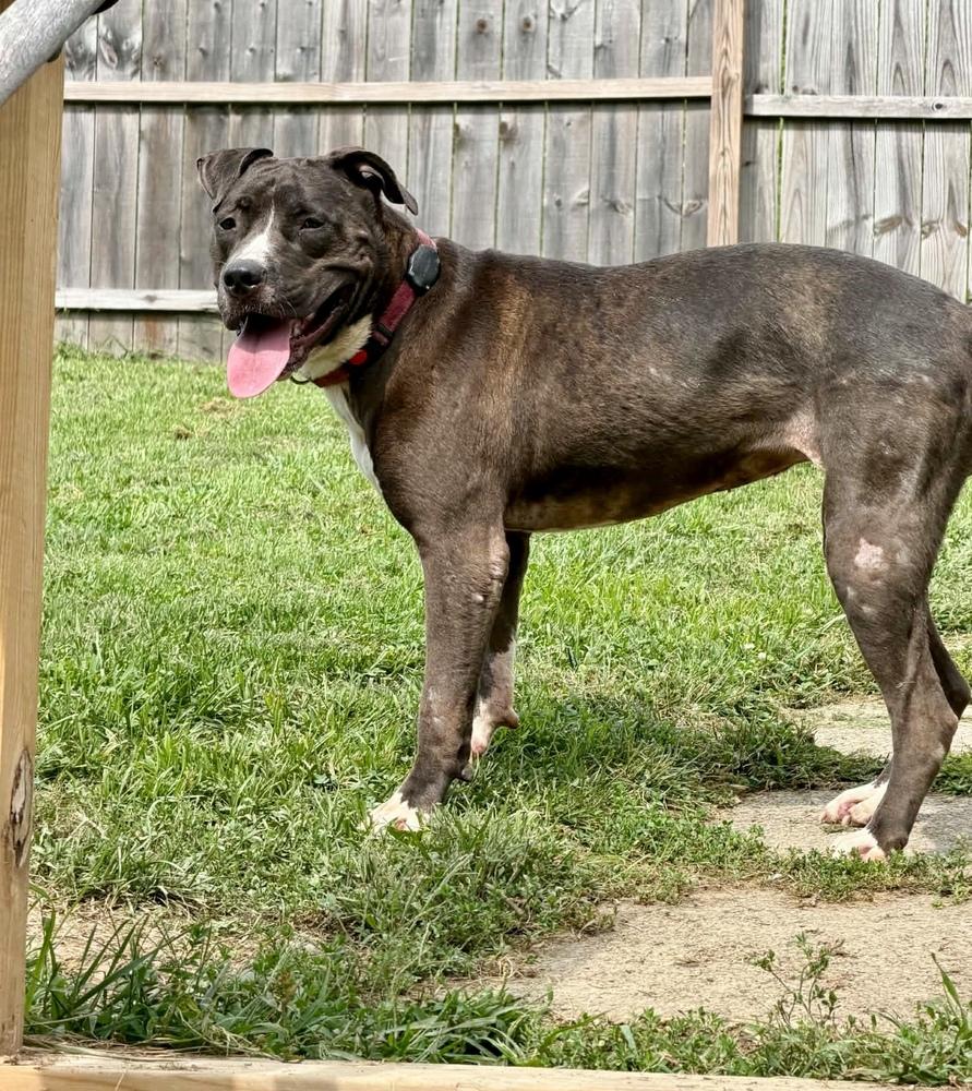 Enlarge Minnie, a Adoptable mixed breed in Springdale, PA image 1/6