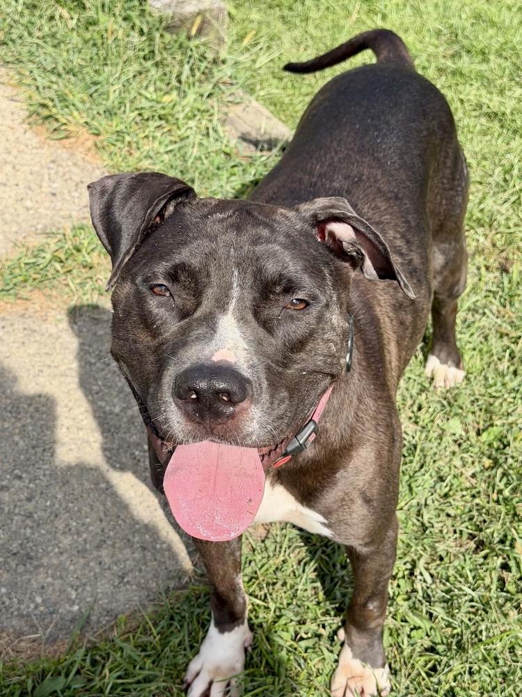 Enlarge Minnie, a Adoptable mixed breed in Springdale, PA image 2/6
