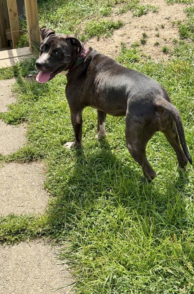 Enlarge Minnie, a Adoptable mixed breed in Springdale, PA image 4/6