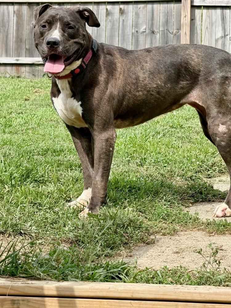 Enlarge Minnie, a Adoptable mixed breed in Springdale, PA image 5/6