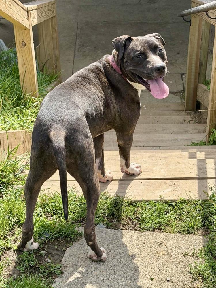 Enlarge Minnie, a Adoptable mixed breed in Springdale, PA image 6/6