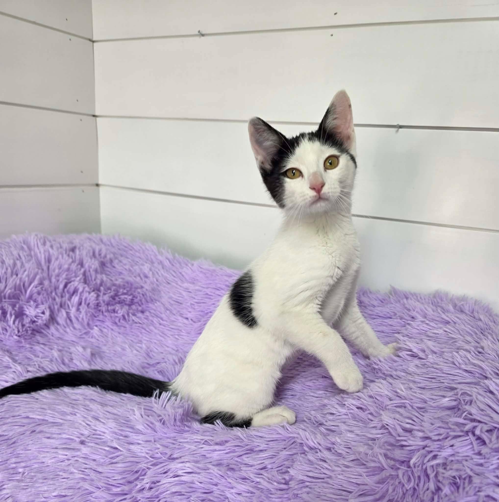 Fizzy, ADOPTABLE, Kitten Female Domestic Short Hair.