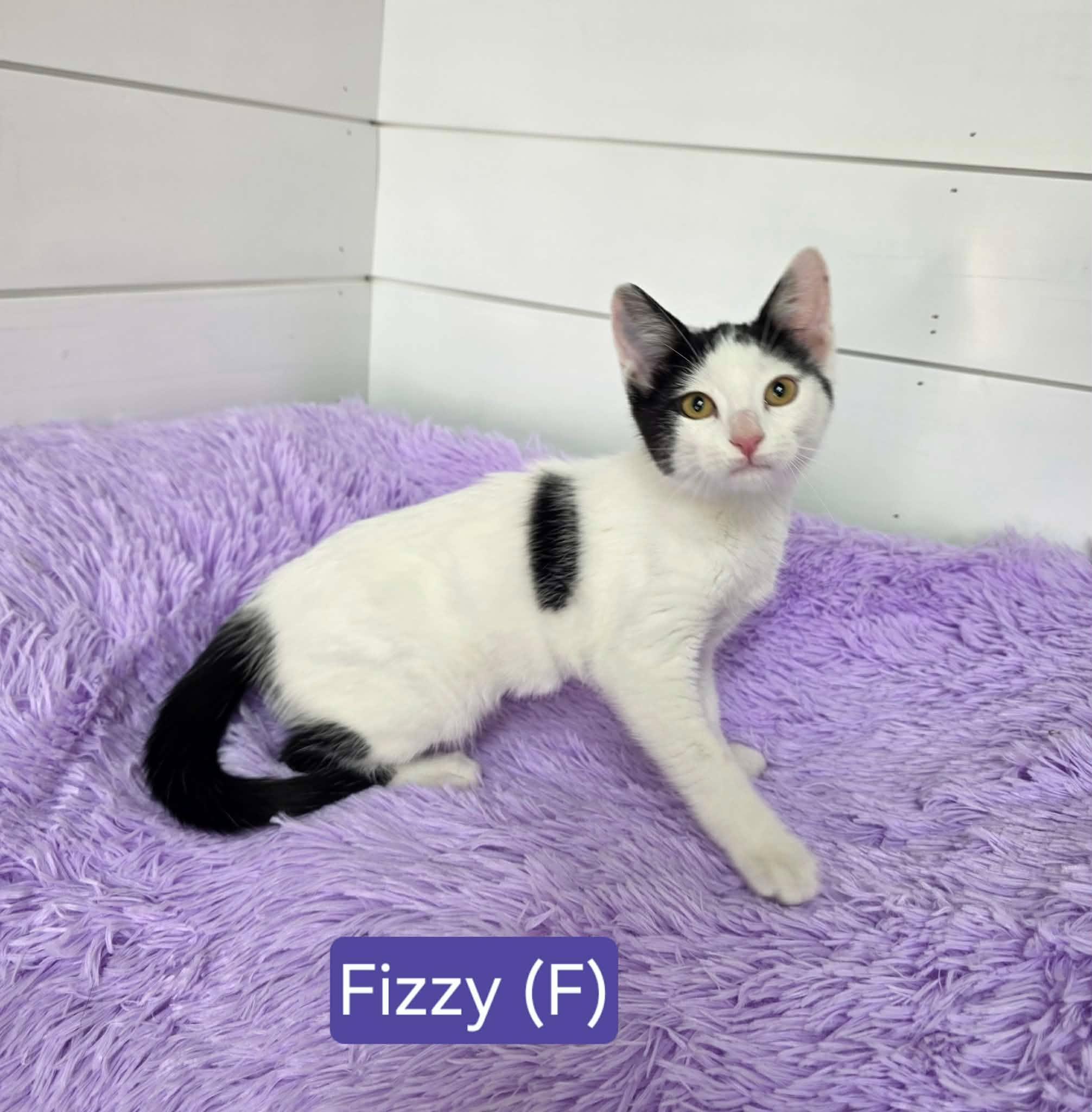Fizzy, a ADOPTABLE Domestic Short Hair in Memphis, TN image 3/4