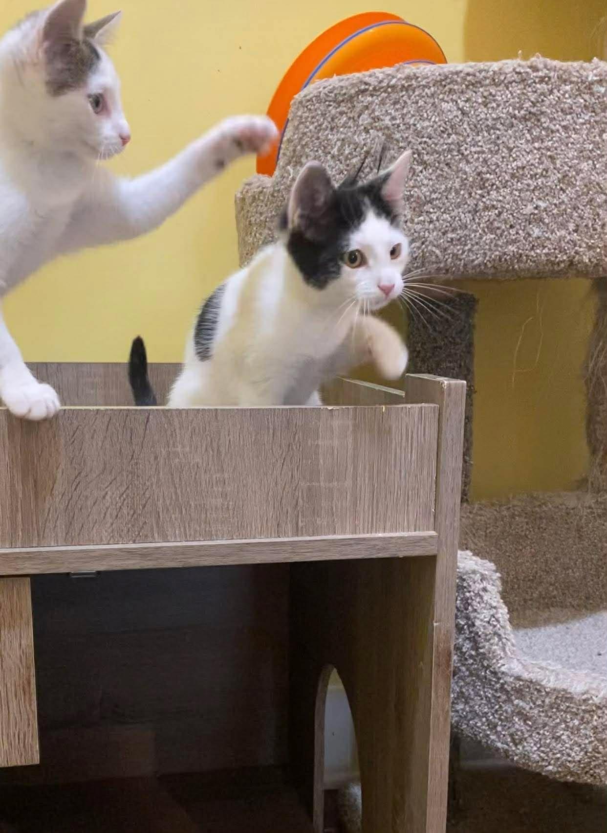 Fizzy, a ADOPTABLE Domestic Short Hair in Memphis, TN image 4/4