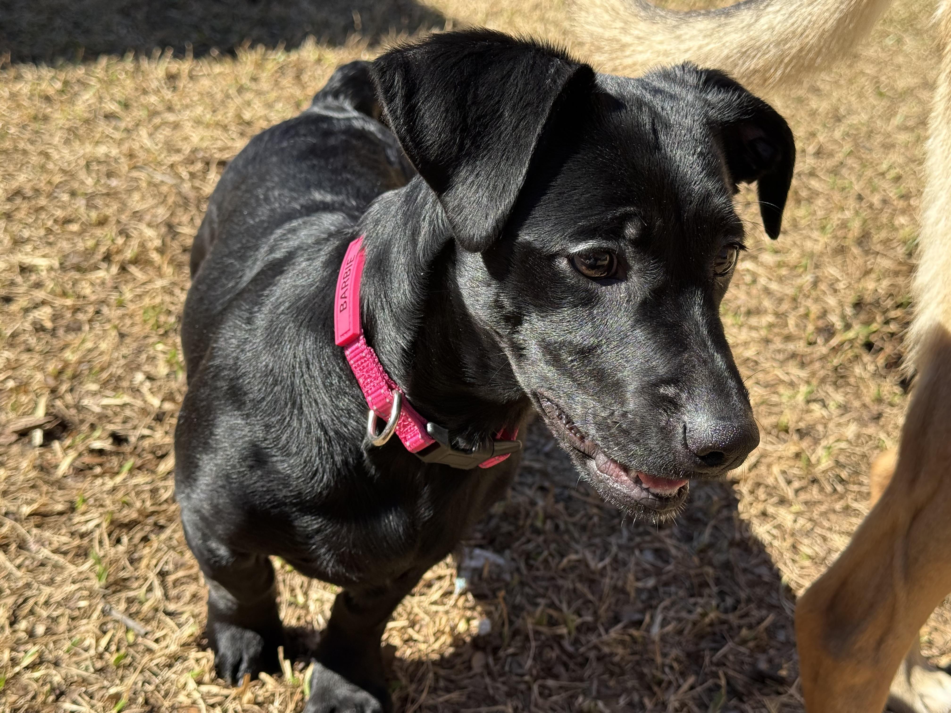 Enlarge Valentina Grace, a Adoptable mixed breed in Houston, TX image 1/6