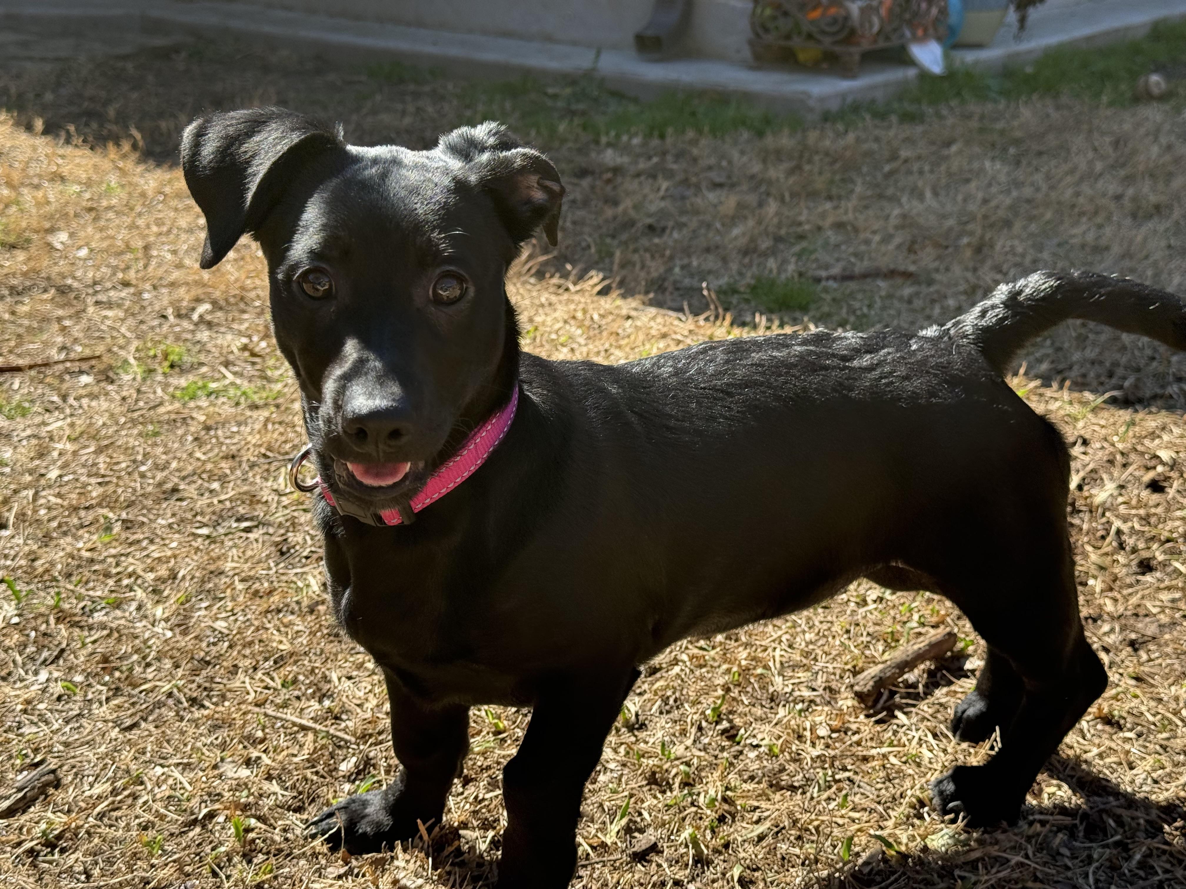 Enlarge Valentina Grace, a Adoptable mixed breed in Houston, TX image 3/6