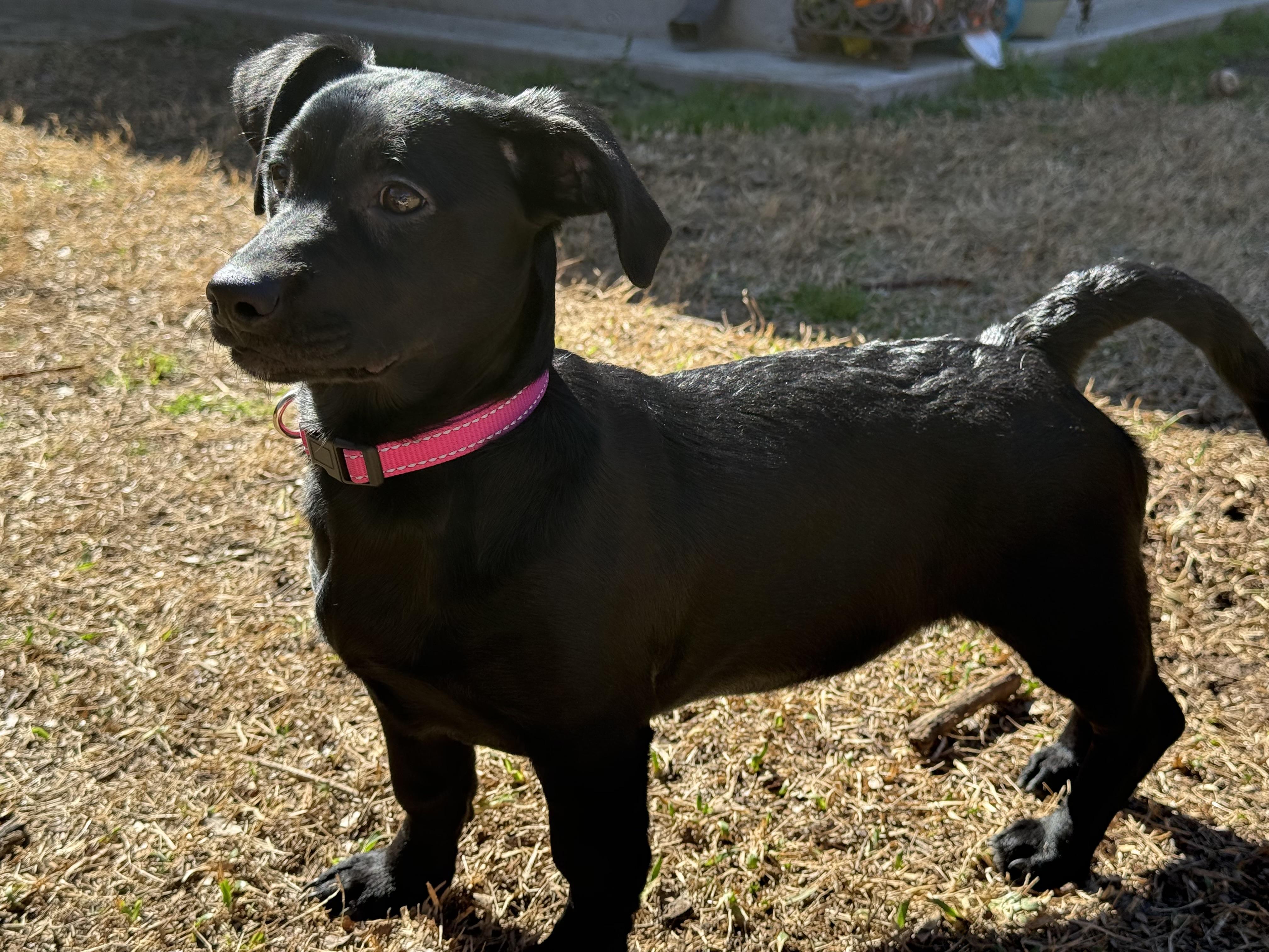 Enlarge Valentina Grace, a Adoptable mixed breed in Houston, TX image 4/6