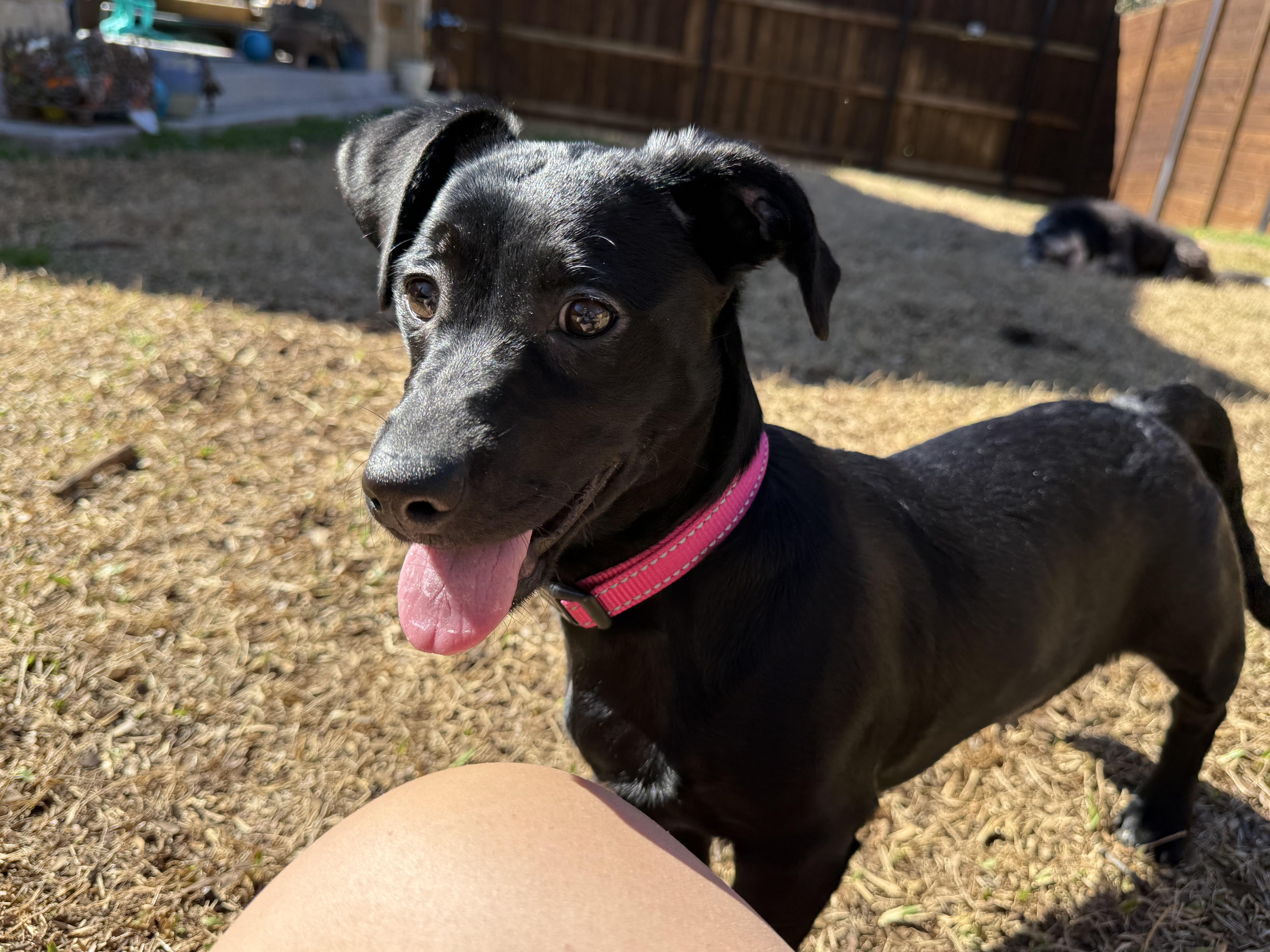 Enlarge Valentina Grace, a Adoptable mixed breed in Houston, TX image 5/6