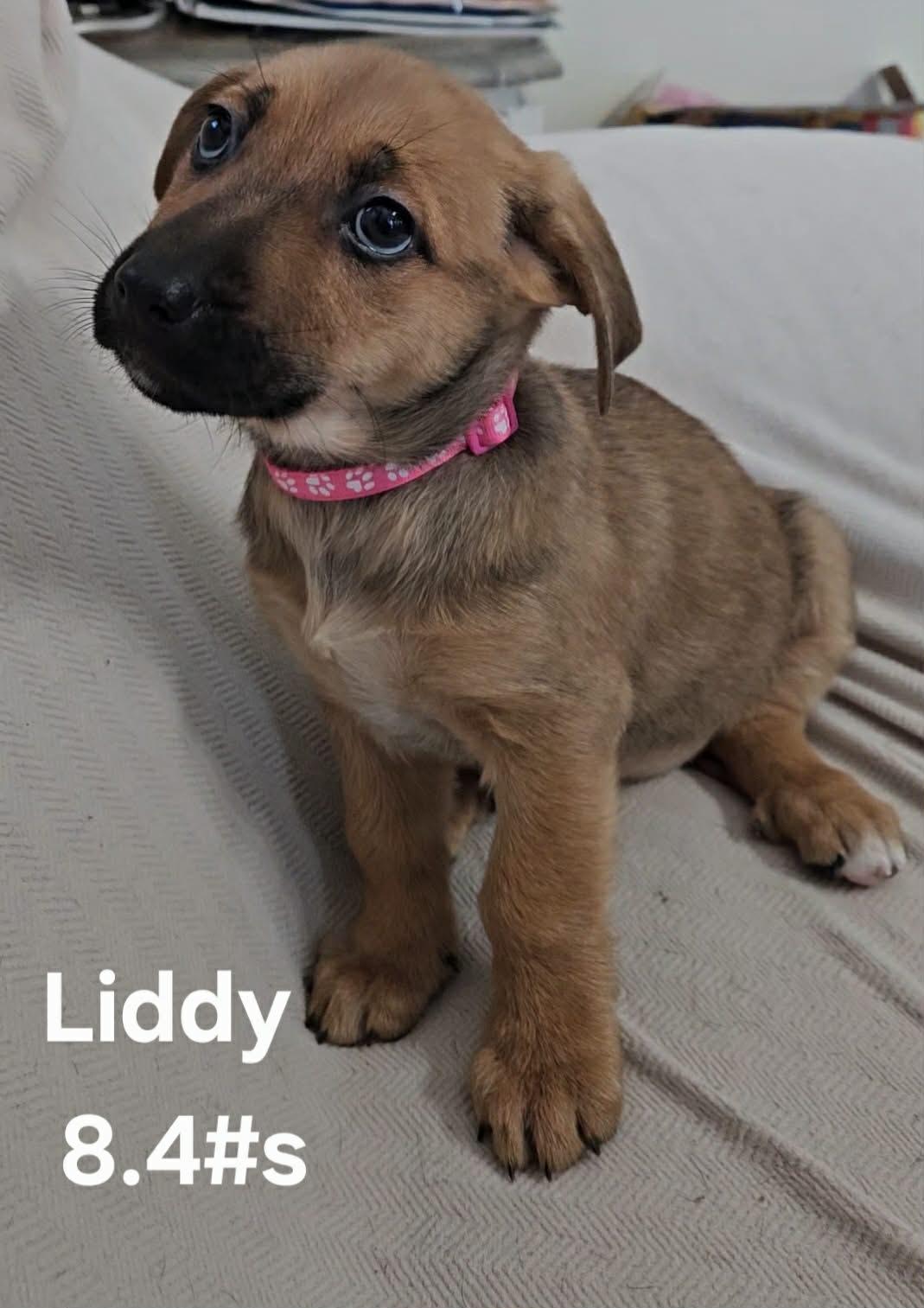 Enlarge Liddy, a ADOPTABLE mixed breed in Union Grove, WI image 1/1