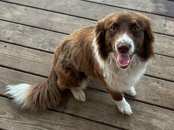 Ginger, Young Female Border Collie
