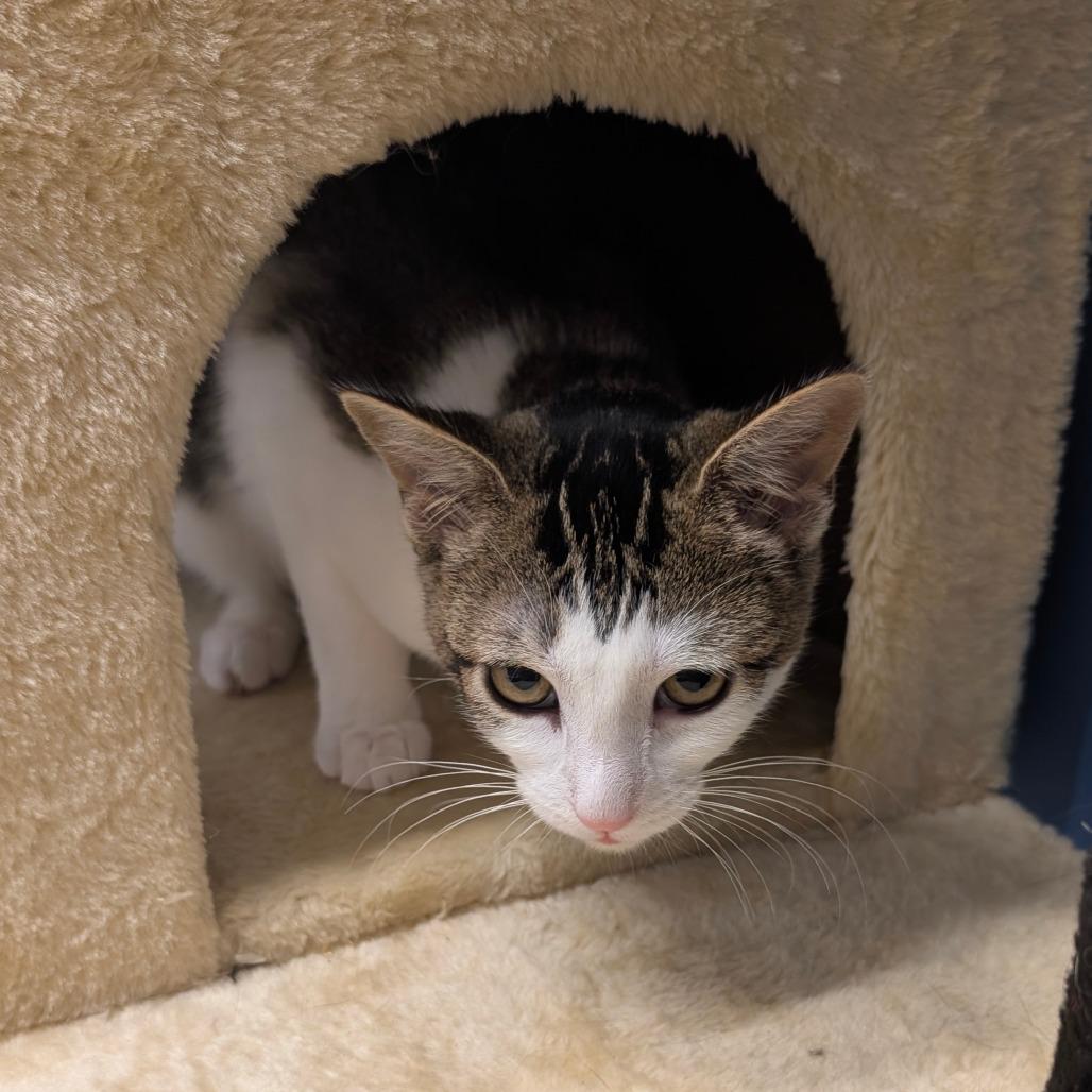 Zephyra (C000-714) - City of Industry Location, Adoptable, Kitten Female Domestic Short Hair.