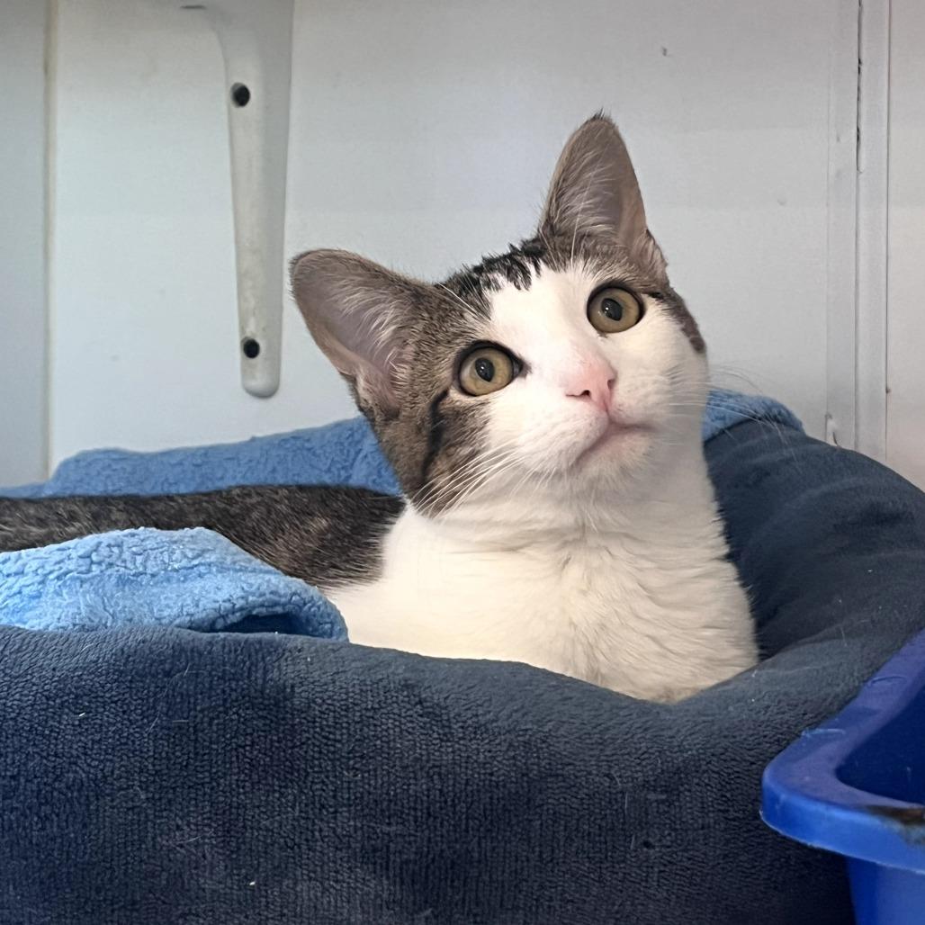 Enlarge Zephyra (C000-714) - City of Industry Location, a Adoptable Domestic Short Hair in Chino Hills, CA image 2/6