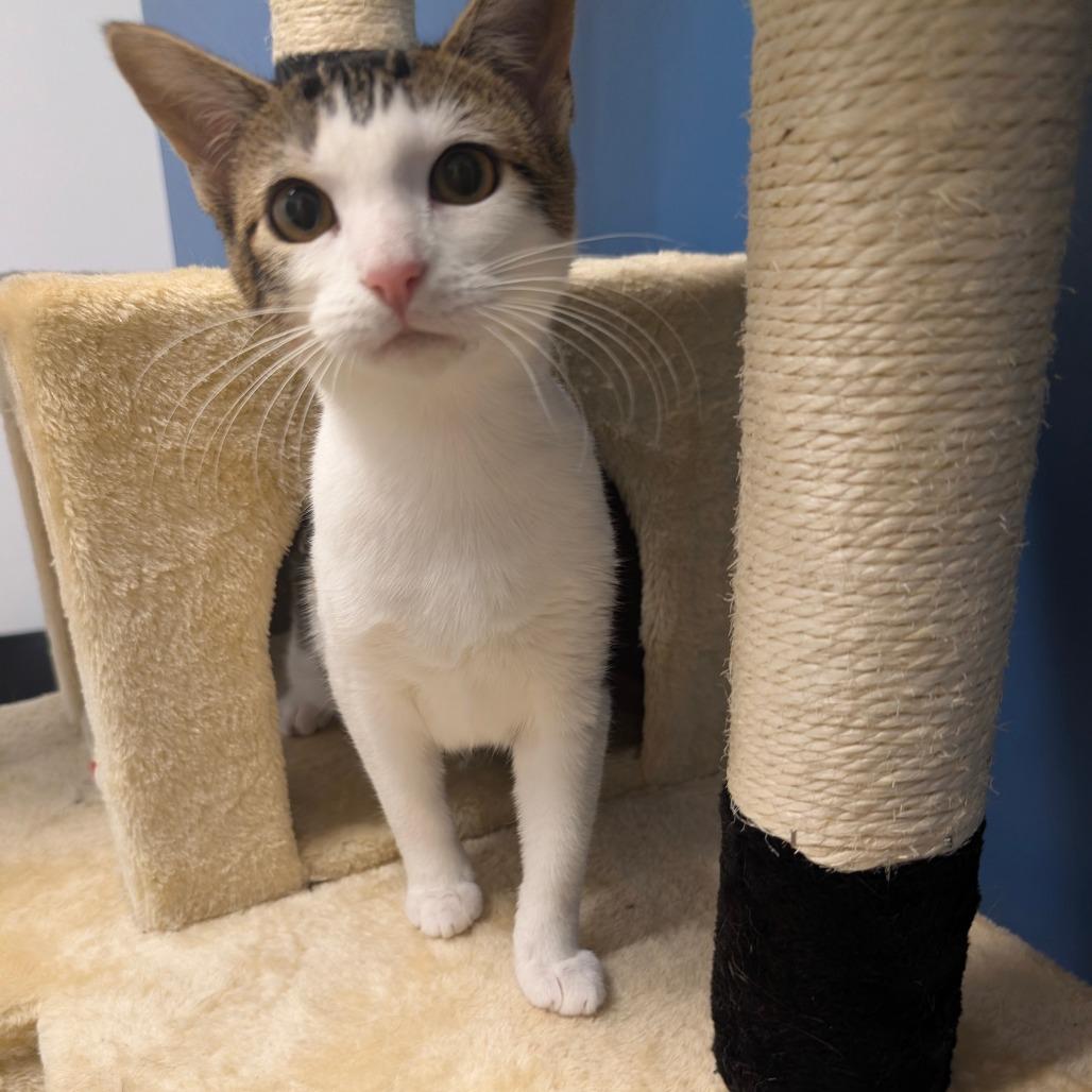 Enlarge Zephyra (C000-714) - City of Industry Location, a Adoptable Domestic Short Hair in Chino Hills, CA image 3/6