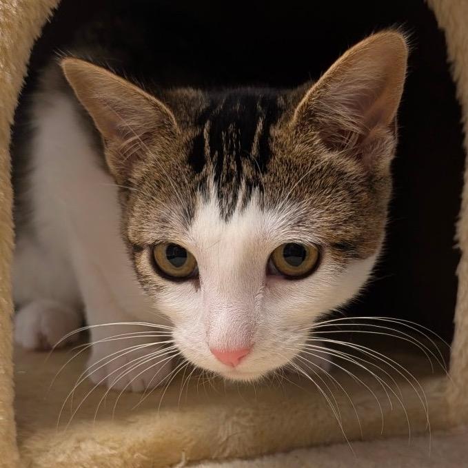 Enlarge Zephyra (C000-714) - City of Industry Location, a Adoptable Domestic Short Hair in Chino Hills, CA image 4/6