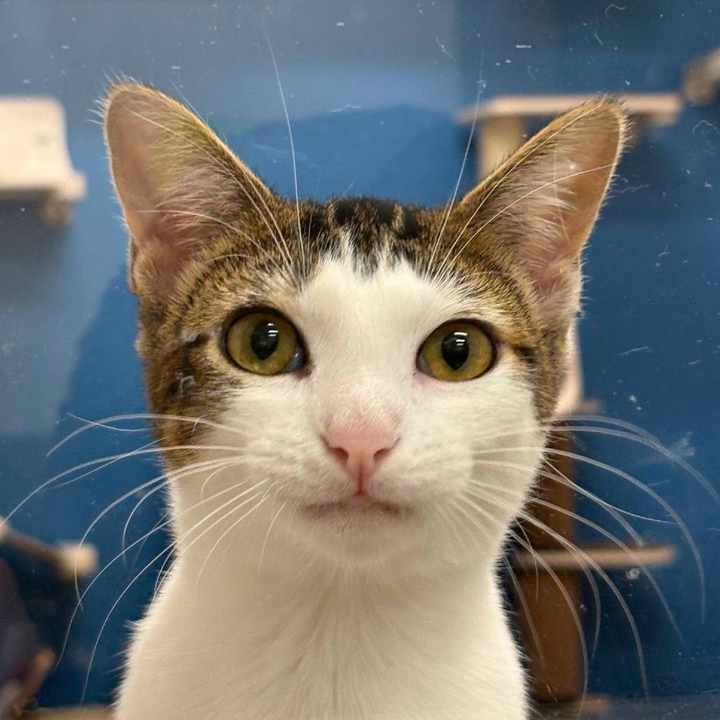 Enlarge Zephyra (C000-714) - City of Industry Location, a Adoptable Domestic Short Hair in Chino Hills, CA image 5/6