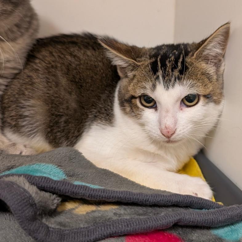 Enlarge Zephyra (C000-714) - City of Industry Location, a Adoptable Domestic Short Hair in Chino Hills, CA image 5/6