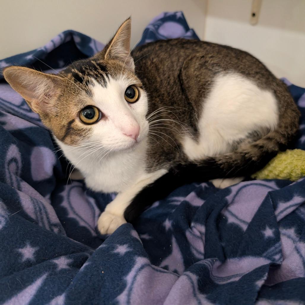 Enlarge Zephyra (C000-714) - City of Industry Location, a Adoptable Domestic Short Hair in Chino Hills, CA image 6/6