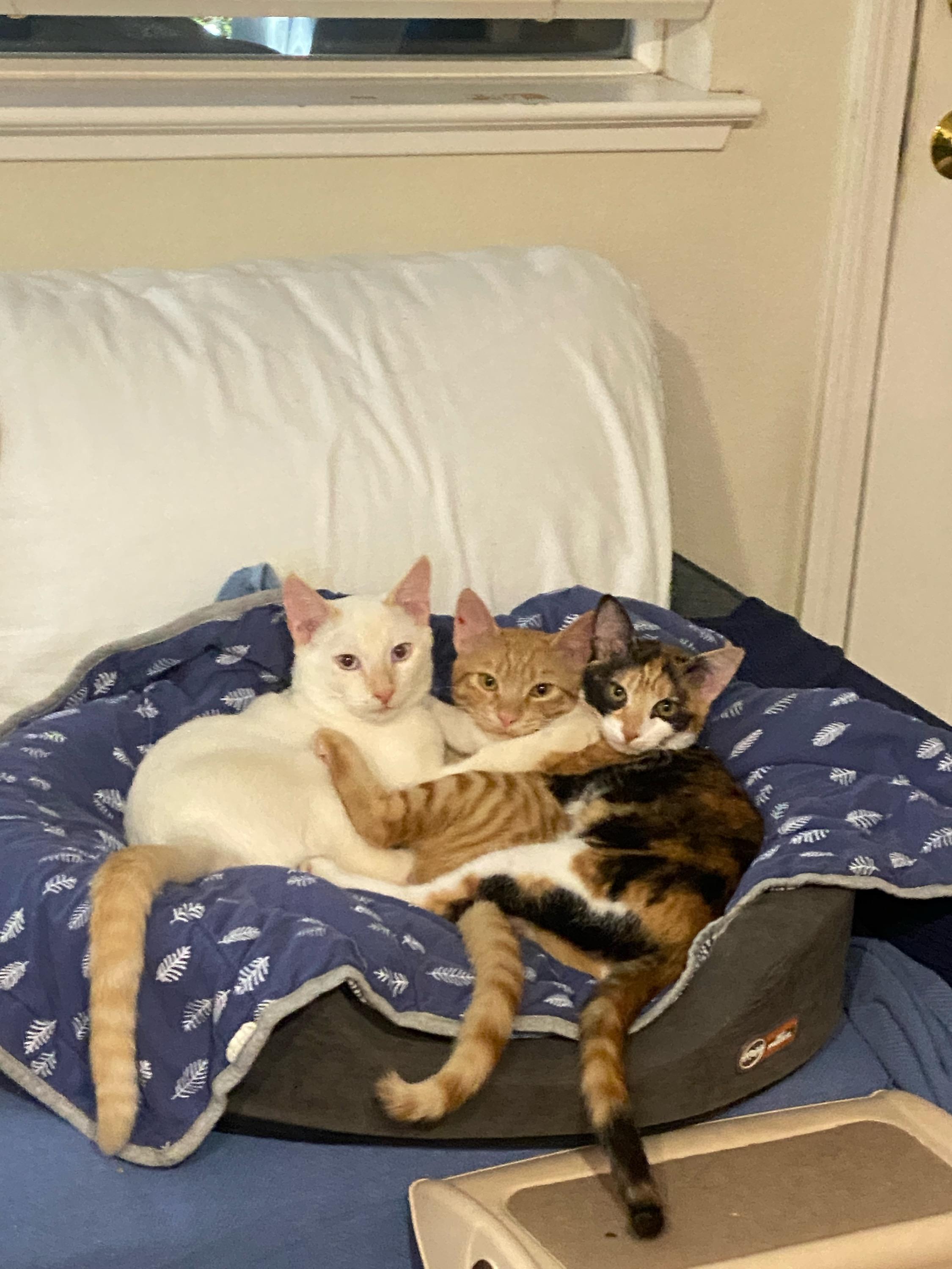 Enlarge Blue, a Adoptable Siamese image 1/2