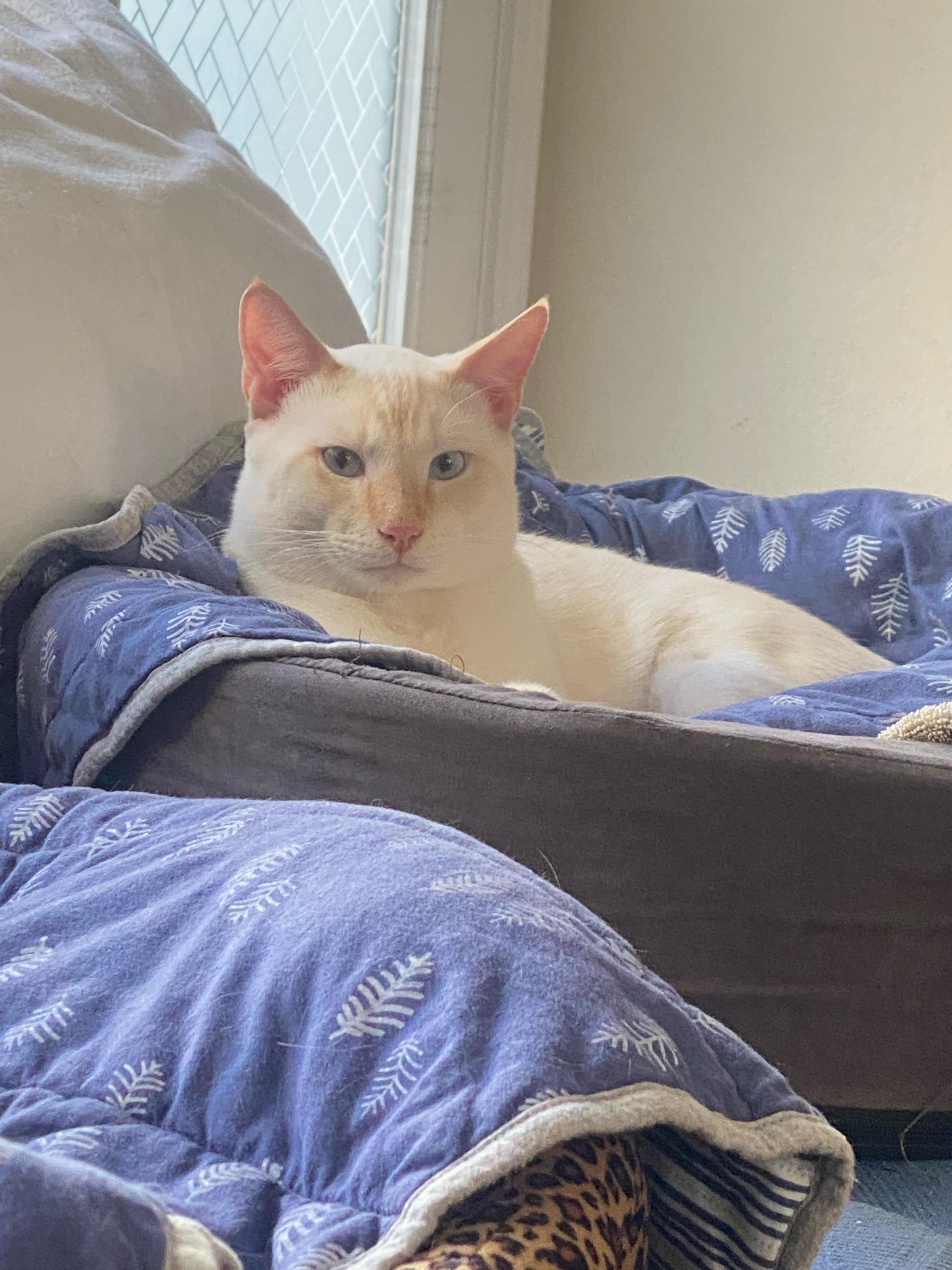 Enlarge Blue, a Adoptable Siamese image 2/2