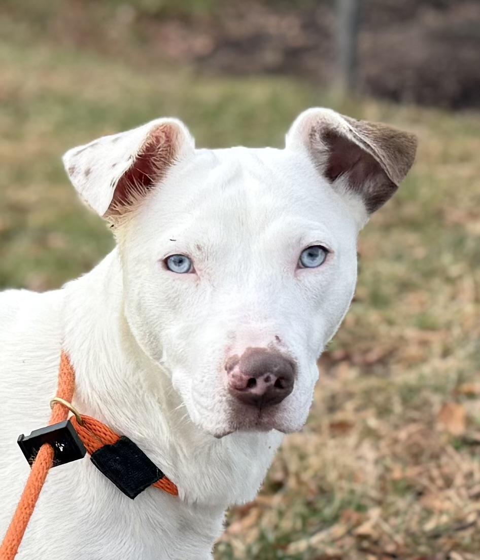 Astro (ID 49474/4118), ADOPTABLE, Adult Male Husky.