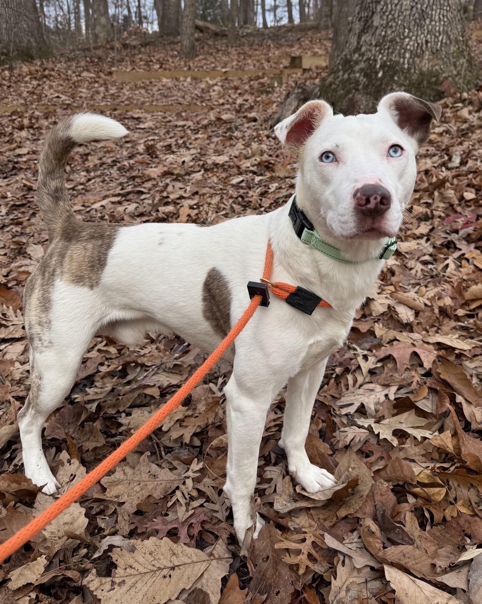 Enlarge Astro (ID 49474/4118), a ADOPTABLE mixed breed in Manassas, VA image 2/3