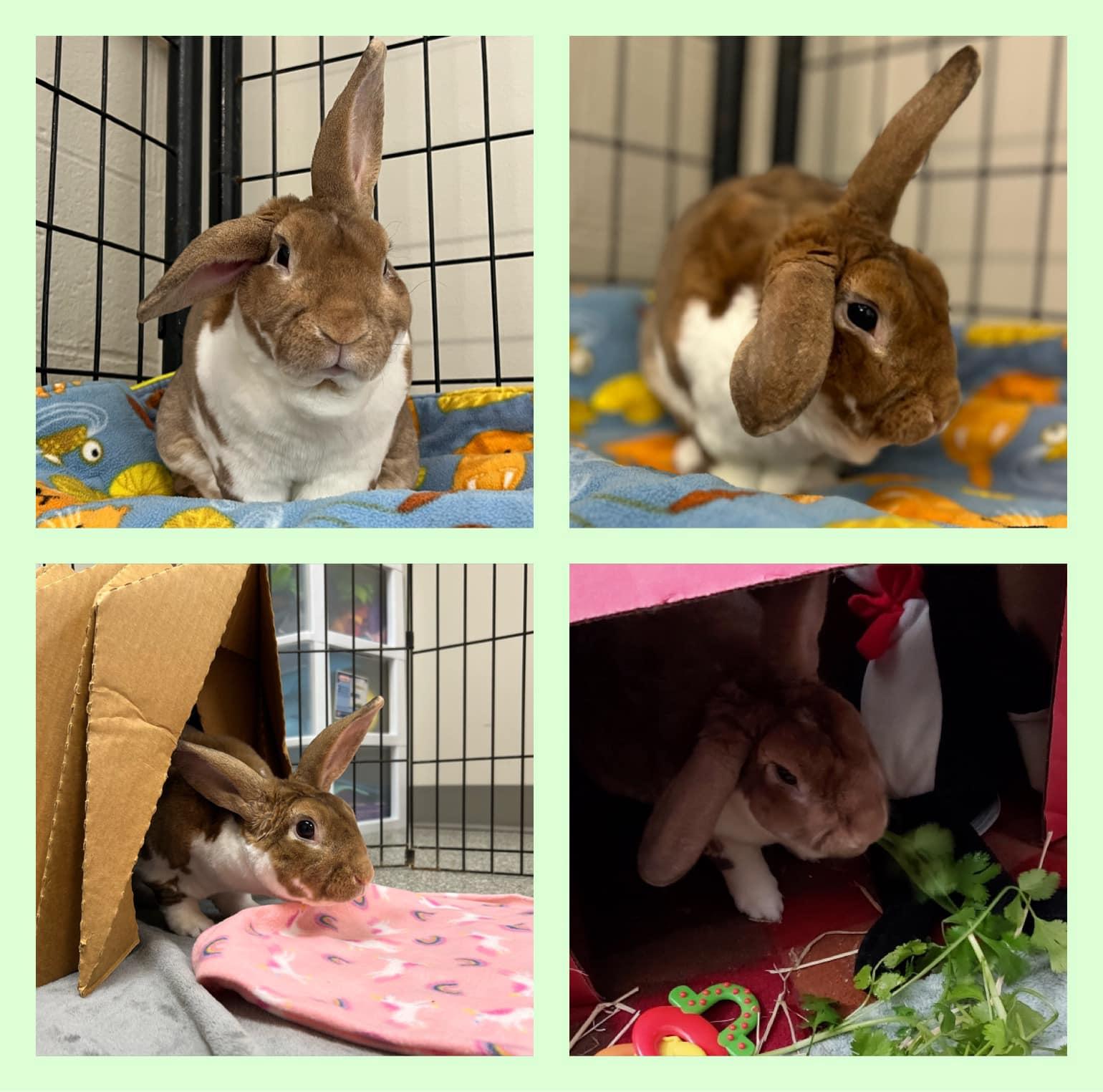 Louie, Adoptable, Senior Male Rex.