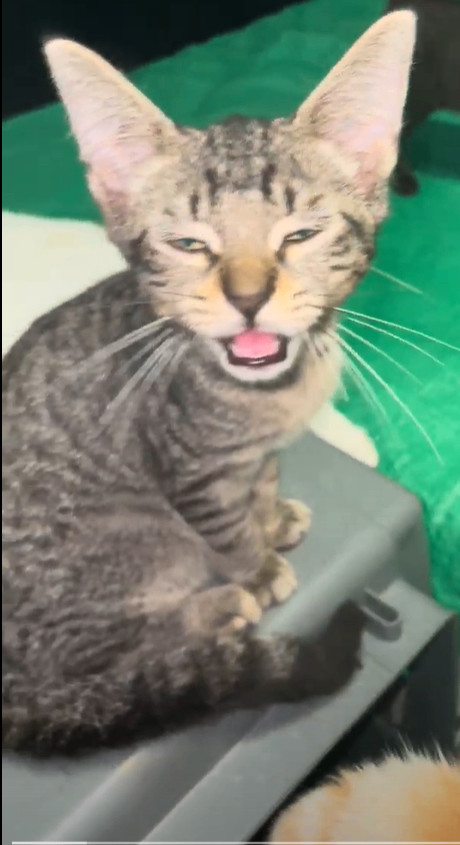 Peter, a Adoptable Domestic Short Hair in Plantation, FL image 1/2