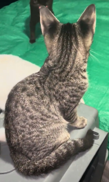 Peter, a Adoptable Domestic Short Hair in Plantation, FL image 2/2