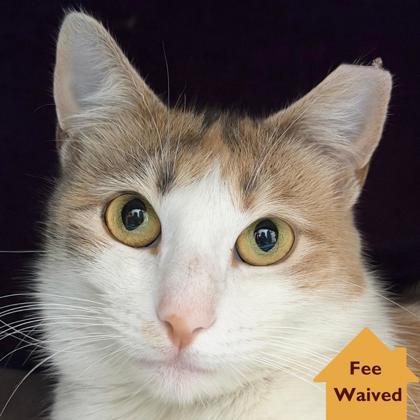 Enlarge May, a Adoptable mixed breed in Pleasanton, CA image 3/3