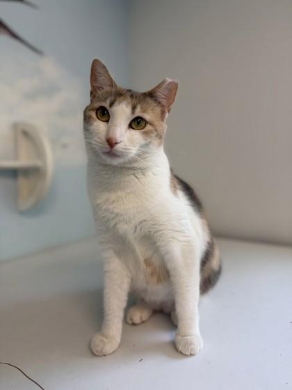 May, a Adoptable mixed breed in Pleasanton, CA image 2/3