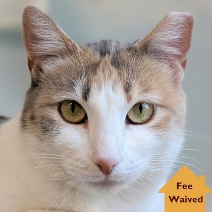 May, a Adoptable mixed breed in Pleasanton, CA image 1/3