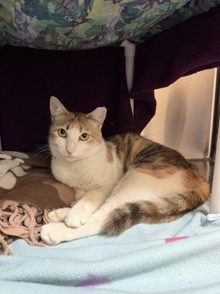 May, Adoptable, Young Female Domestic Short Hair & Domestic Short Hair.