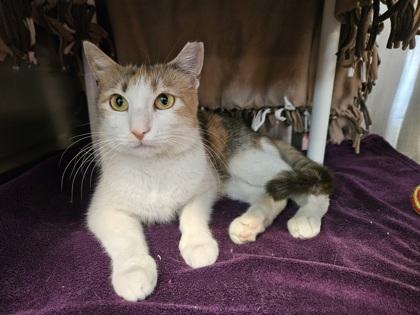 May, a Adoptable mixed breed in Pleasanton, CA image 1/3