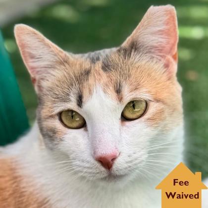 May, a Adoptable mixed breed in Pleasanton, CA image 1/3
