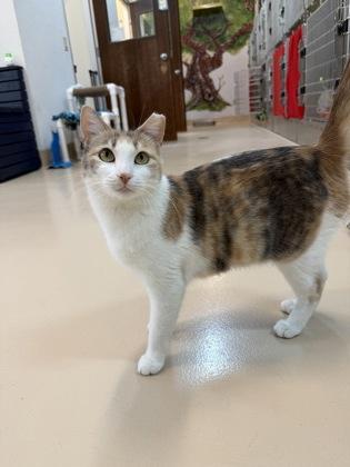 May, a Adoptable mixed breed in Pleasanton, CA image 3/3