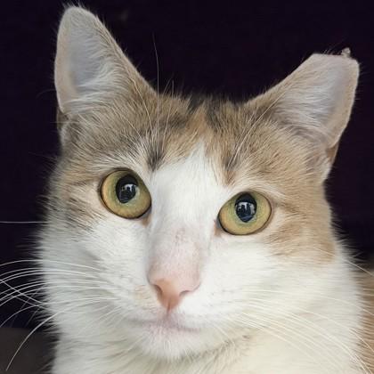 May, a Adoptable mixed breed in Pleasanton, CA image 2/3