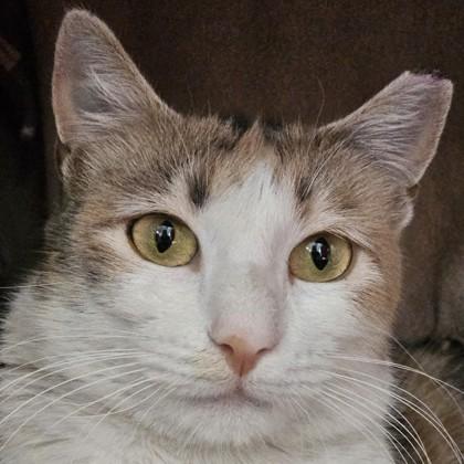 May, a Adoptable mixed breed in Pleasanton, CA image 2/3
