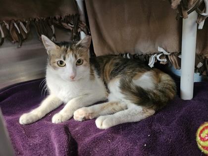 May, a Adoptable mixed breed in Pleasanton, CA image 3/3