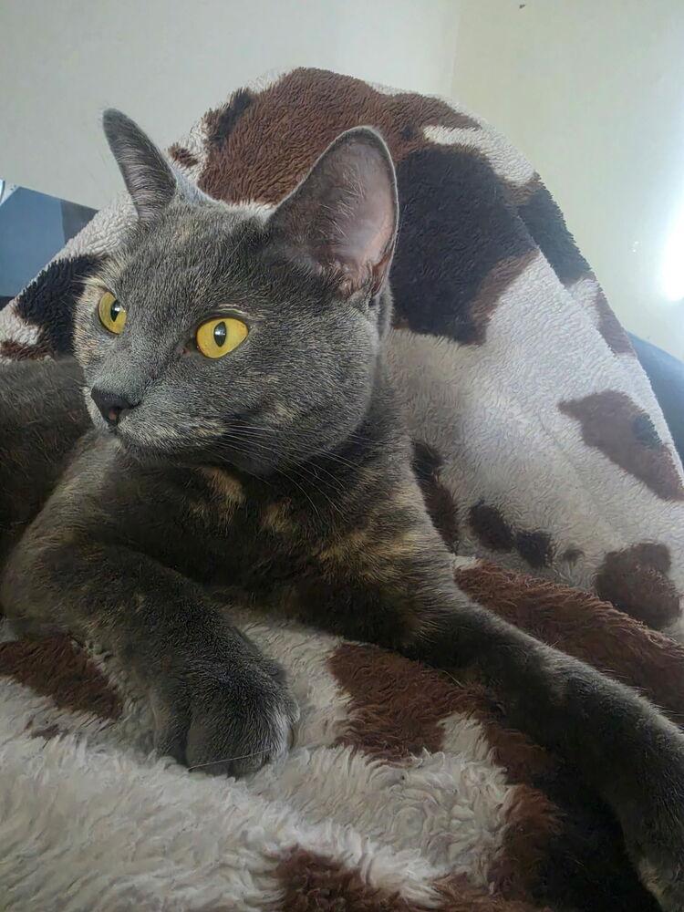 Blue, Adoptable, Adult Female Domestic Short Hair.
