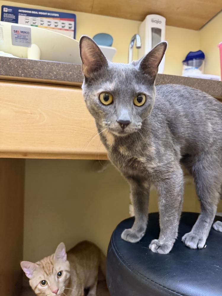 Enlarge Blue, a Adoptable mixed breed in Carrollton, VA image 1/1