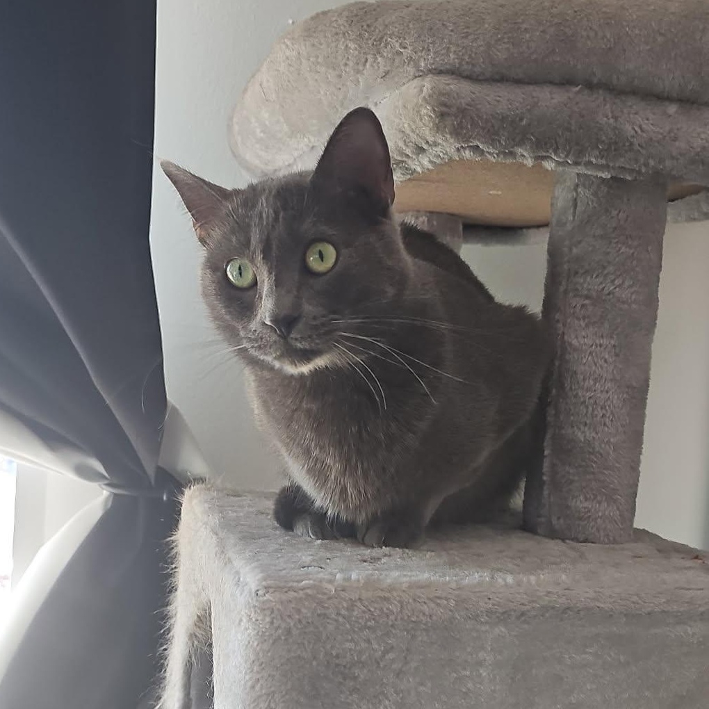 Darling, ADOPTABLE, Kitten Female Russian Blue & Domestic Short Hair.