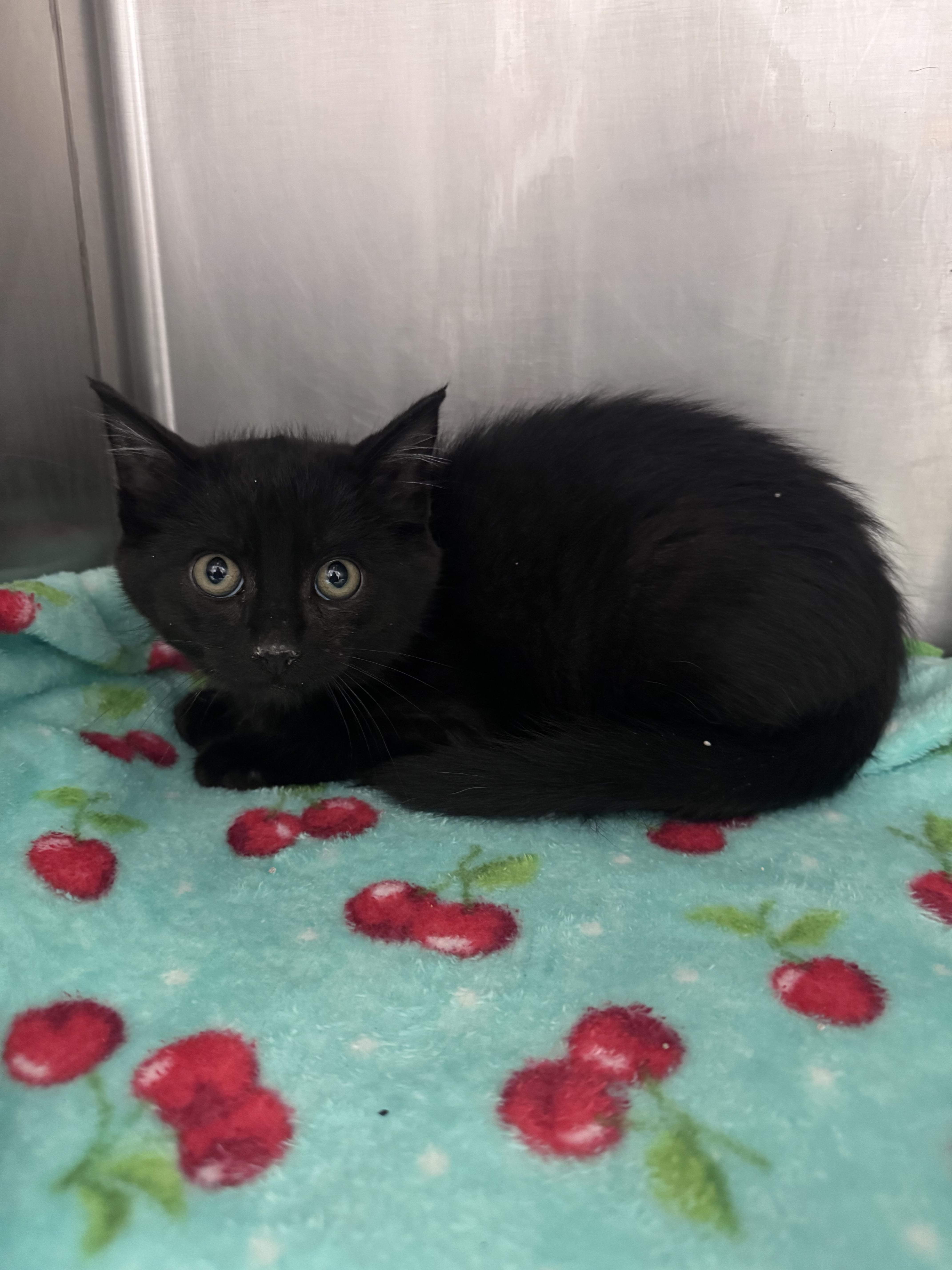 Pugsley, Adoptable, Kitten Male Domestic Short Hair.