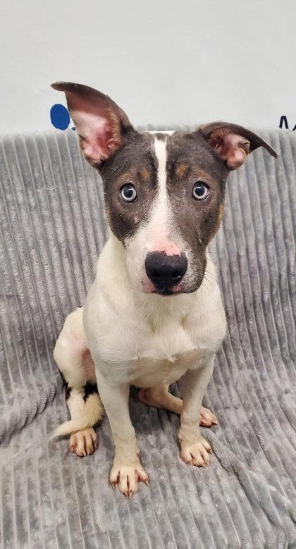 Violet (7148), Adoptable, Young Female Australian Cattle Dog / Blue Heeler.