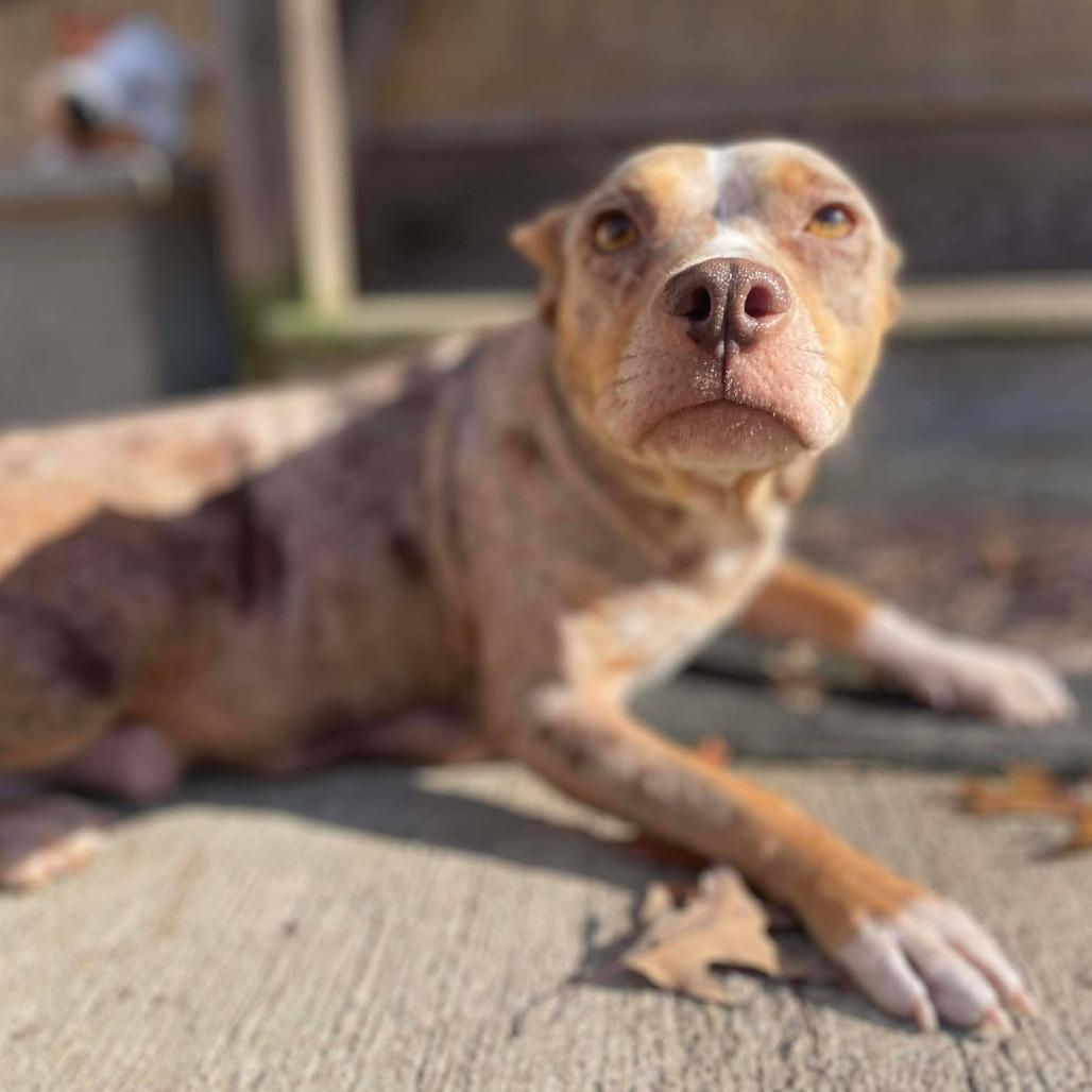 Enlarge Merry Mistletoe*Adoption Pending*, a Adoptable mixed breed in Alexandria, VA image 2/6