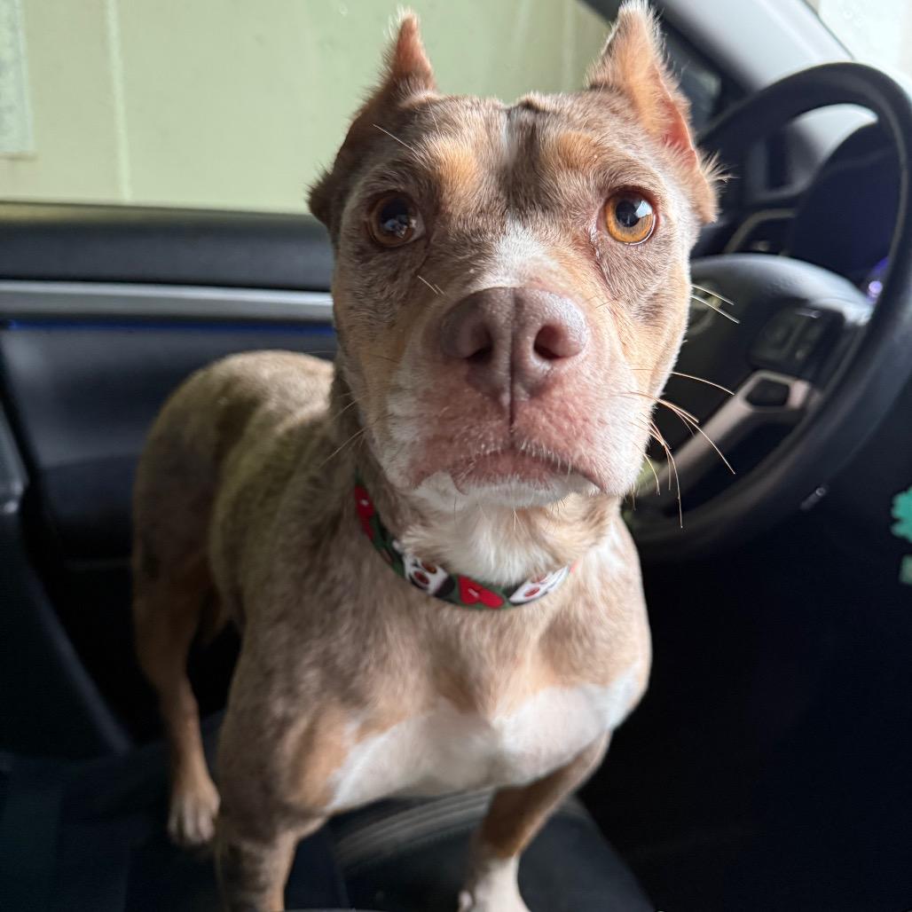 Merry Mistletoe thumbnail 4