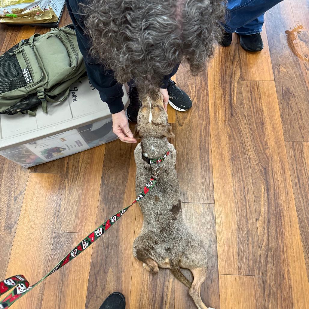 Enlarge Merry Mistletoe*Adoption Pending*, a Adoptable mixed breed in Alexandria, VA image 5/6