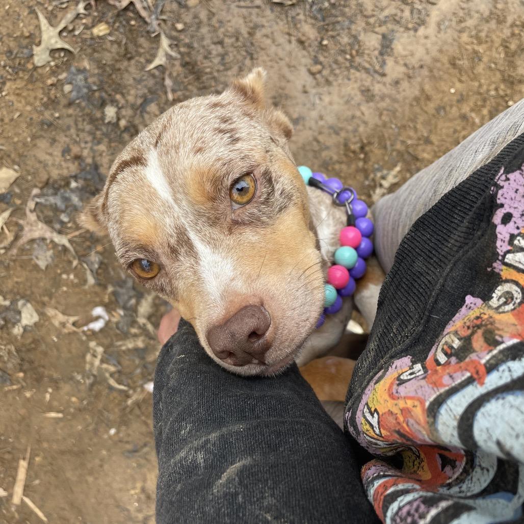 Merry Mistletoe thumbnail 6