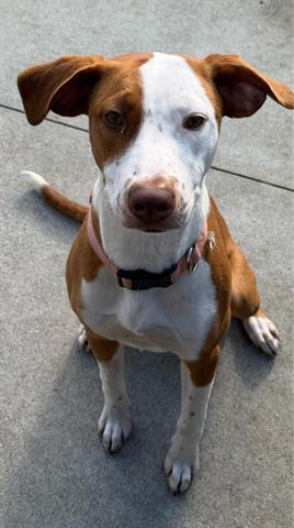 PENELOPE, Adoptable, Young Female Vizsla & Mixed Breed.