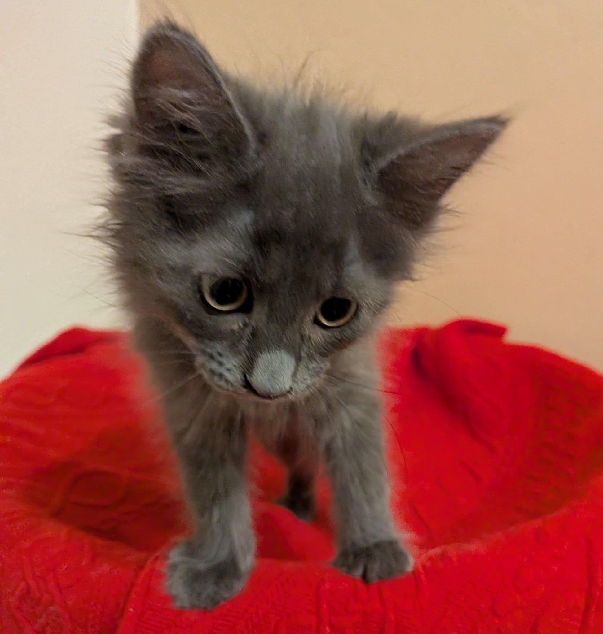 Hazelnut, an adopted Domestic Medium Hair in Queen Creek, AZ image 3/4