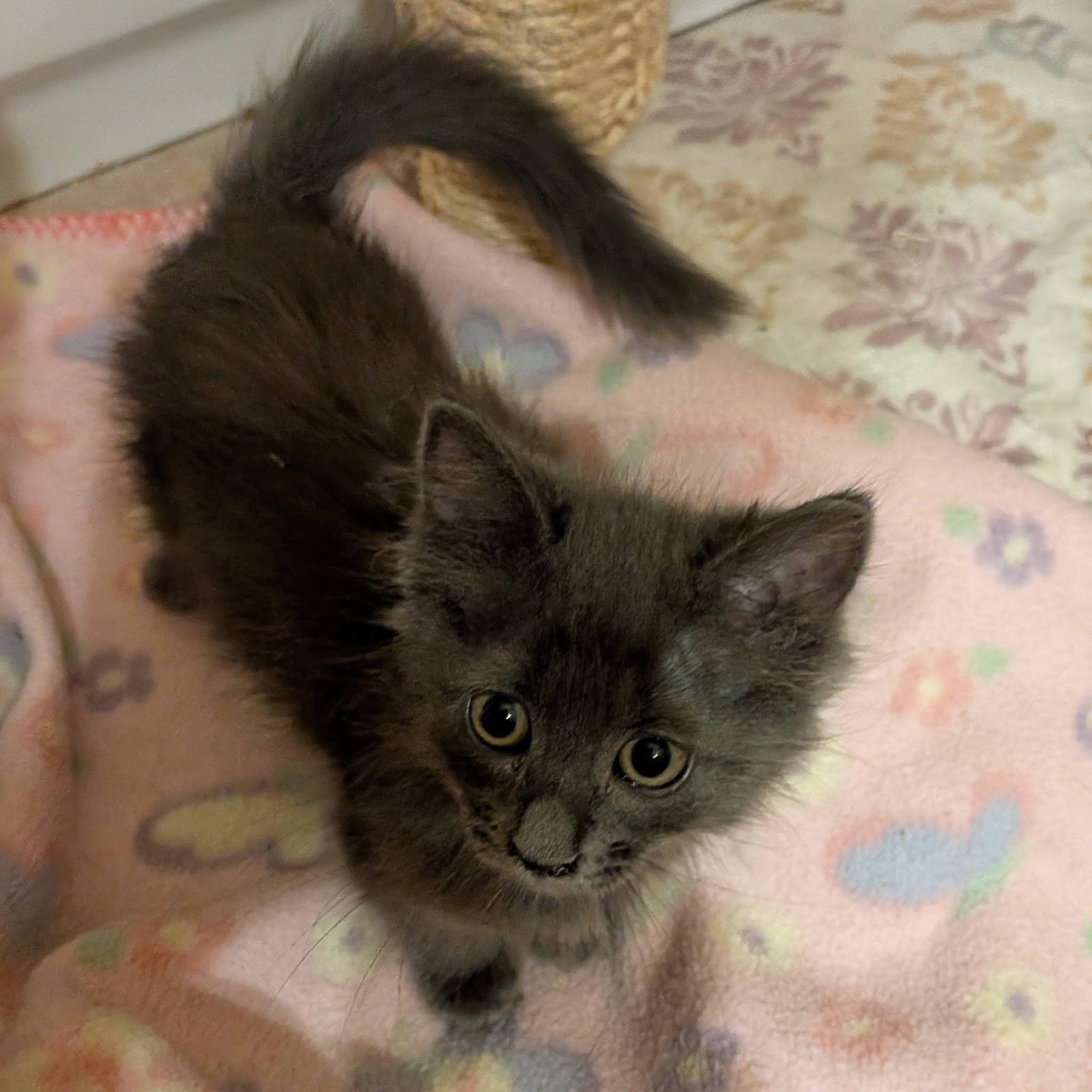 Hazelnut, an adopted Domestic Medium Hair in Queen Creek, AZ image 4/4